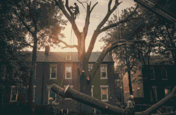 Pro Tree Removal Service in Baltimore